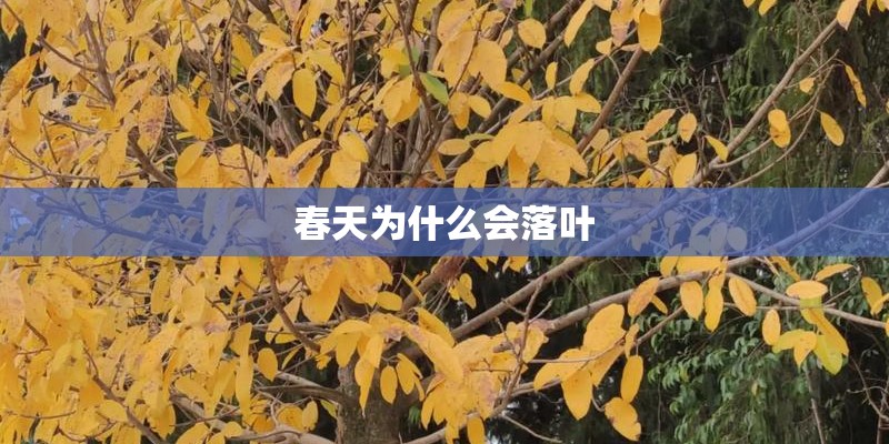 春天为什么会落叶