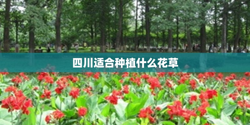 四川适合种植什么花草