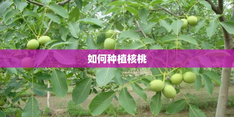 如何种植核桃