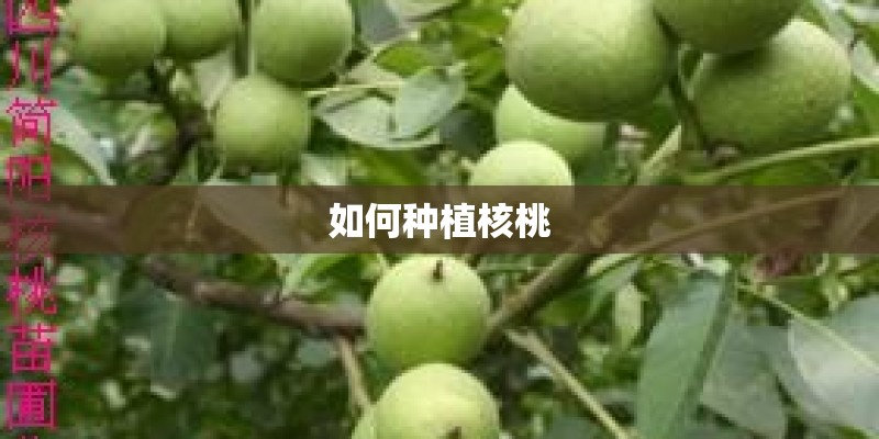 如何种植核桃 如何种植核桃