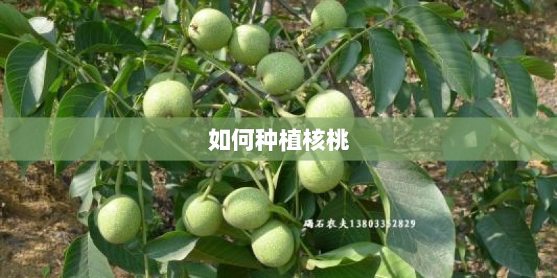 如何种植核桃 如何种植核桃