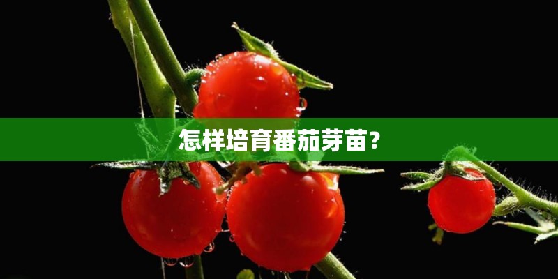 怎样培育番茄芽苗？