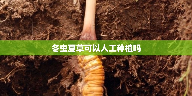 冬虫夏草可以人工种植吗