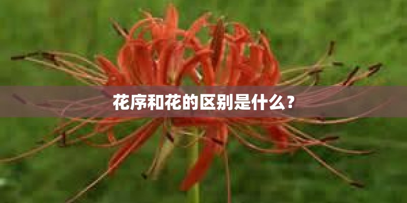 花序和花的区别是什么？