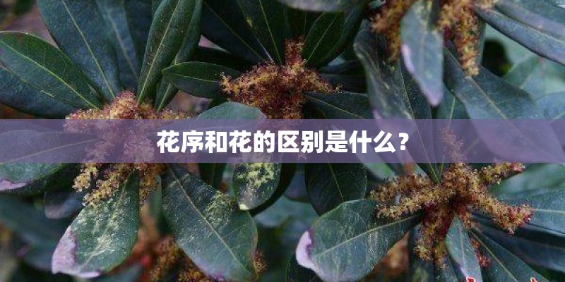 花序和花的区别是什么? 花序和花的区别是什么?