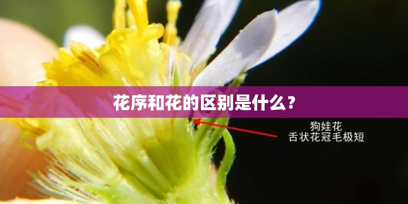 花序和花的区别是什么? 花序和花的区别是什么?