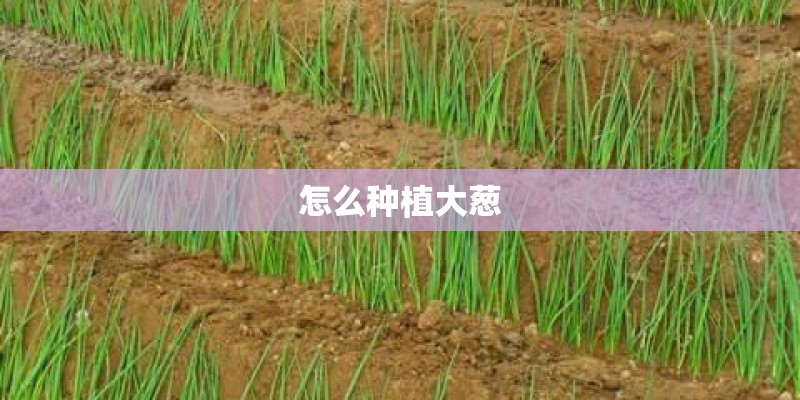 怎么种植大葱
