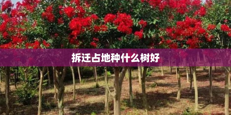 拆迁占地种什么树好