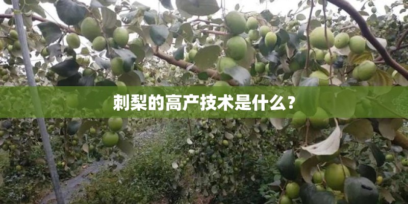 刺梨的高产技术是什么？