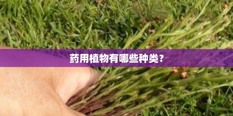 药用植物有哪些种类？