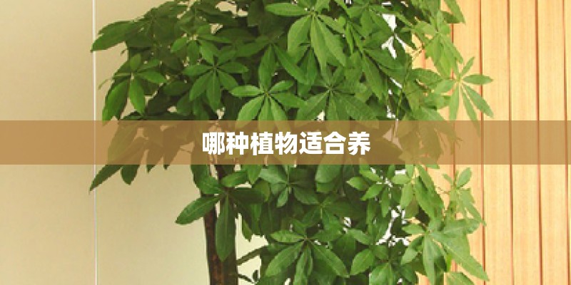 哪种植物适合养