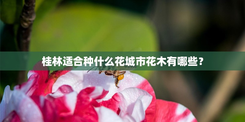 桂林适合种什么花城市花木有哪些？