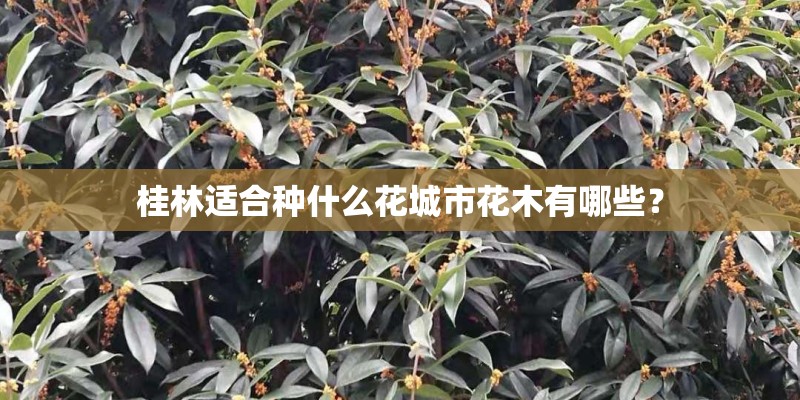 桂林适合种什么花城市花木有哪些？