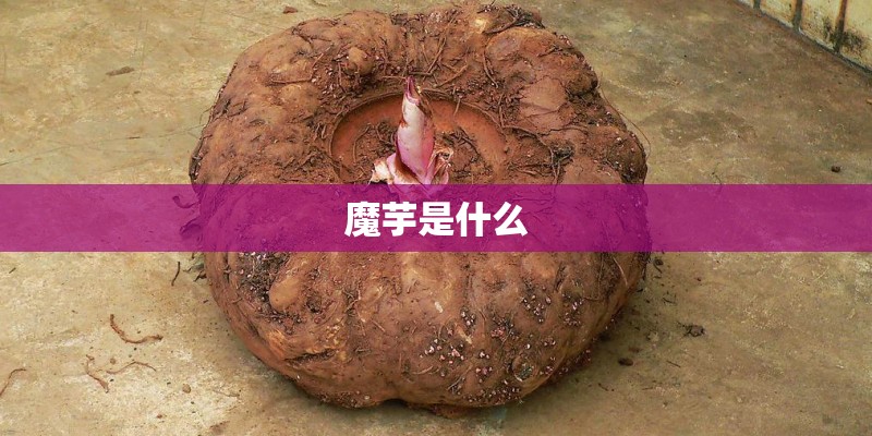 魔芋是什么 魔芋是什么