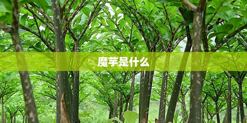 魔芋是什么 魔芋是什么
