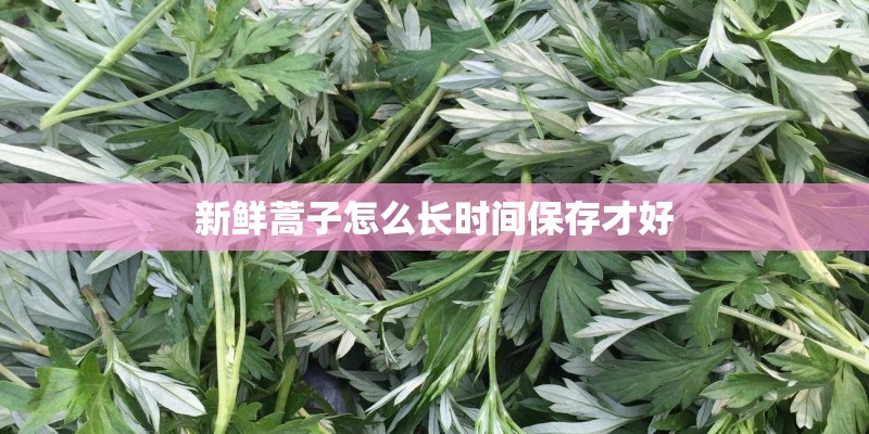 新鲜蒿子怎么长时间保存才好