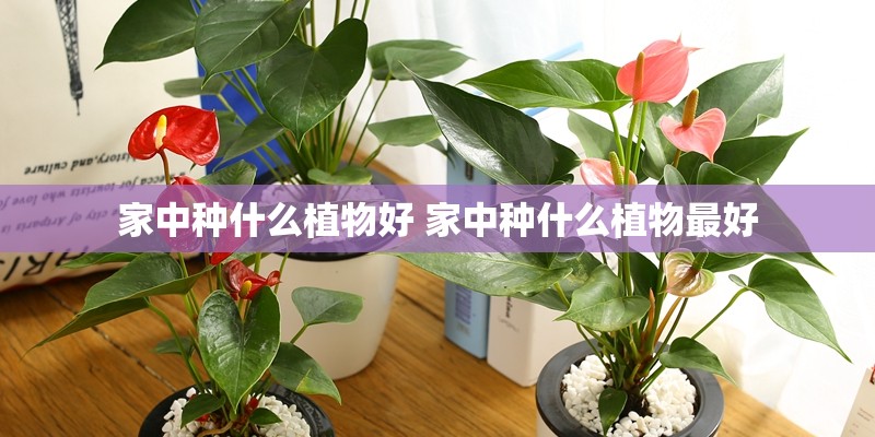 家中种什么植物好 家中种什么植物最好