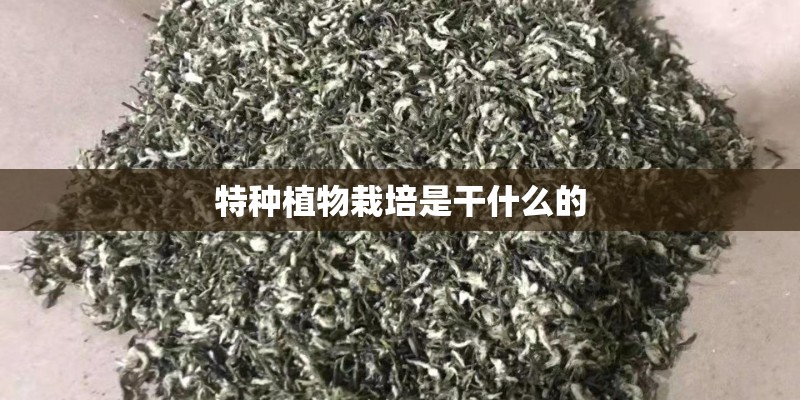特种植物栽培是干什么的 特种植物栽培是干什么的