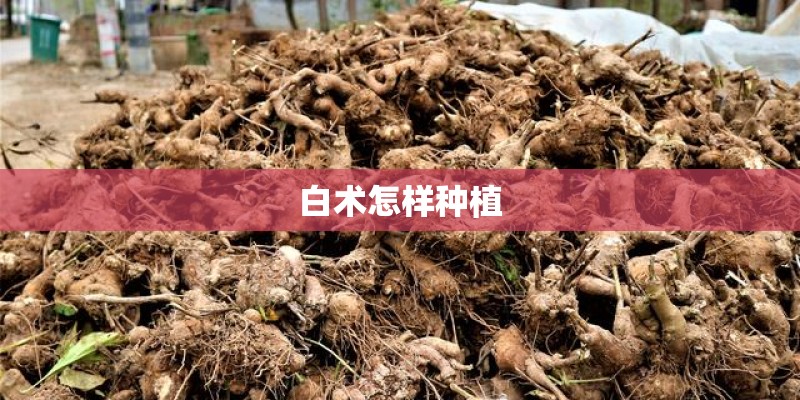白术怎样种植