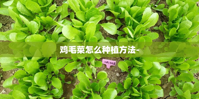 鸡毛菜怎么种植方法-