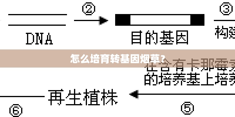 怎么培育转基因烟草? 怎么培育转基因烟草?