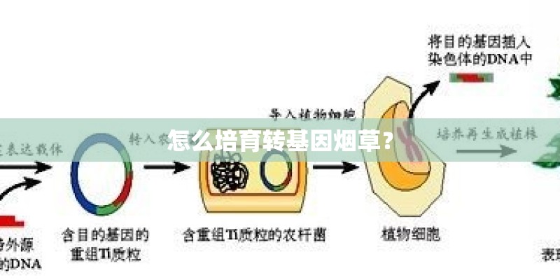 怎么培育转基因烟草? 怎么培育转基因烟草?