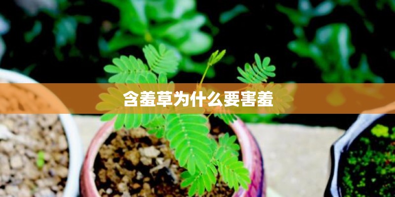 含羞草为什么要害羞