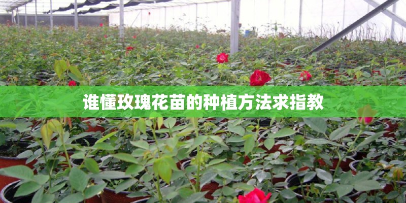 谁懂玫瑰花苗的种植方法求指教