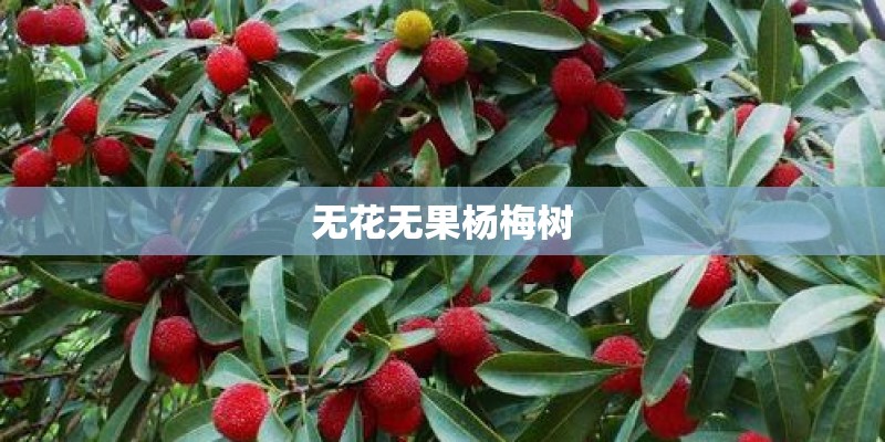 无花无果杨梅树