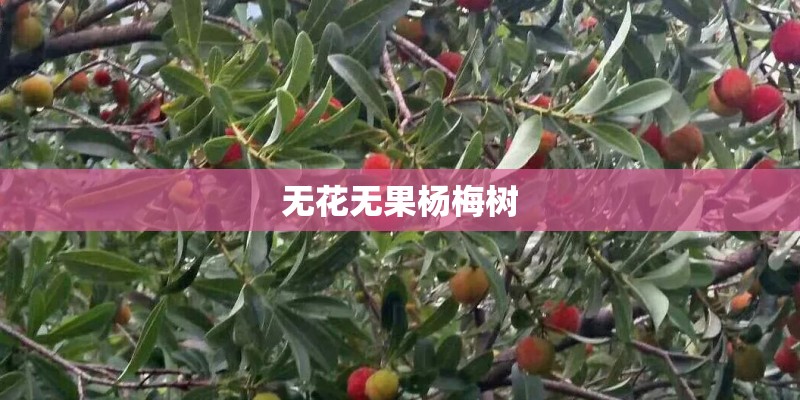 无花无果杨梅树