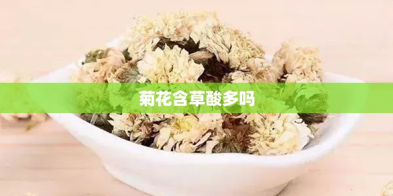 菊花含草酸多吗