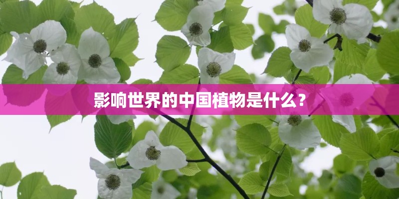 影响世界的中国植物是什么？