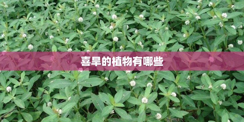 喜旱的植物有哪些