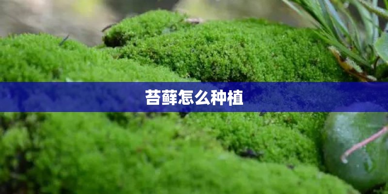 苔藓怎么种植