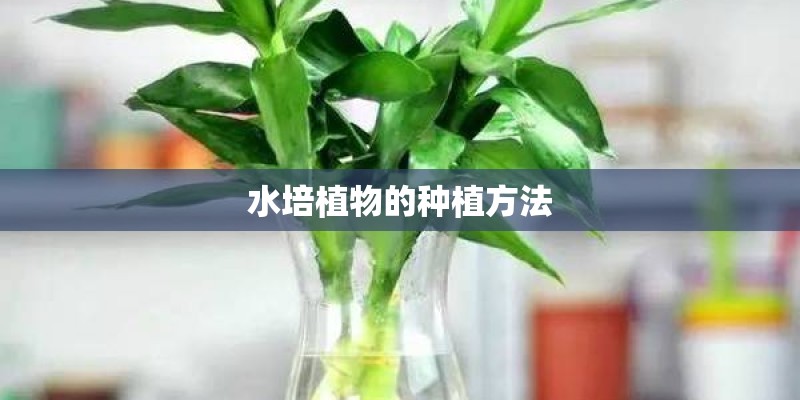水培植物的种植方法