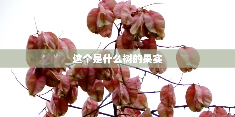 这个是什么树的果实