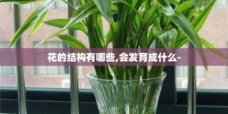 花的结构有哪些,会发育成什么-