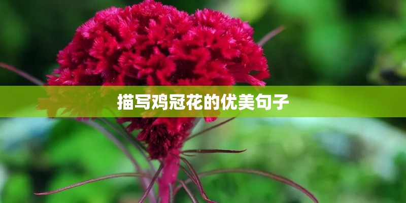 描写鸡冠花的优美句子