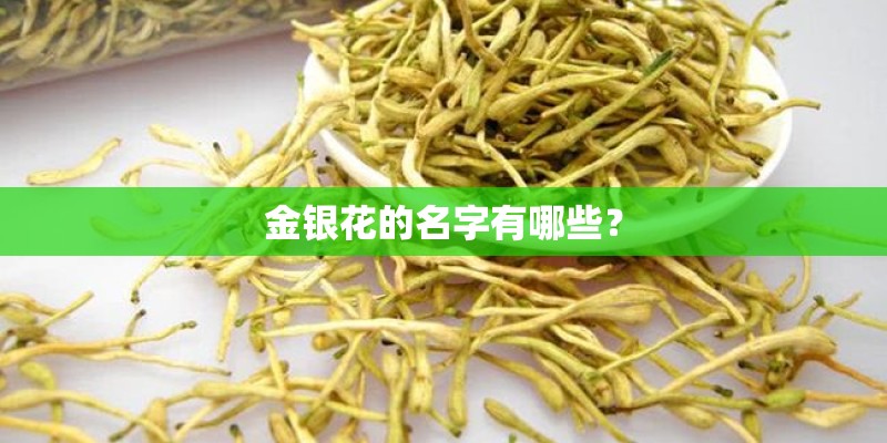 金银花的名字有哪些？