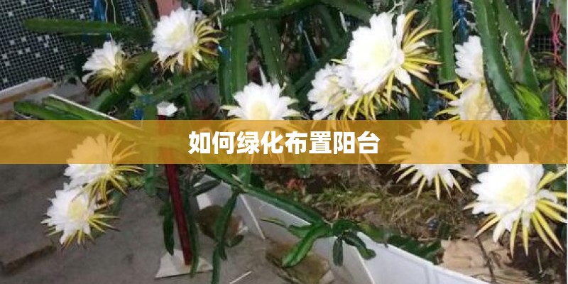如何绿化布置阳台
