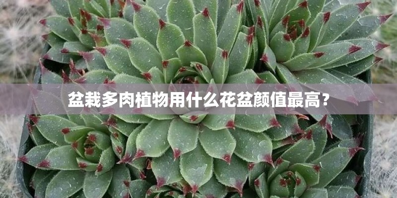 盆栽多肉植物用什么花盆颜值最高？