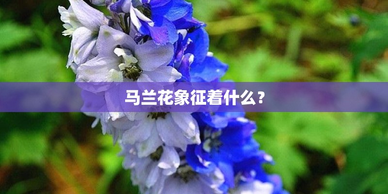 马兰花象征着什么？