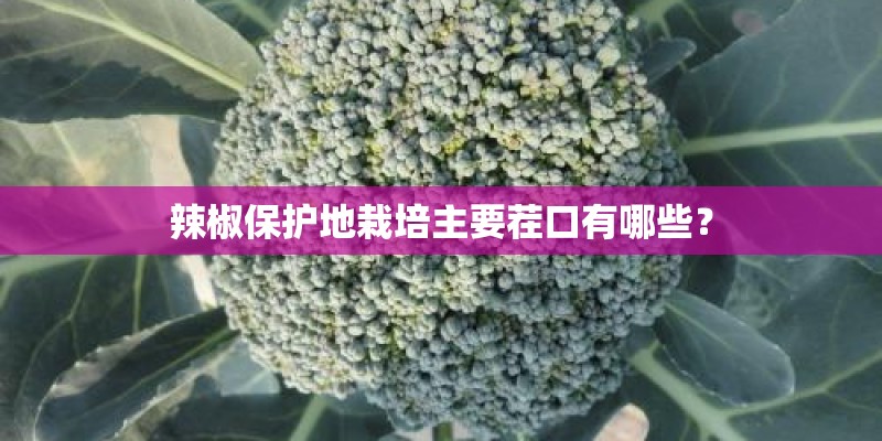 辣椒保护地栽培主要茬口有哪些？