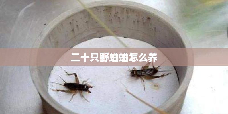 二十只野蛐蛐怎么养