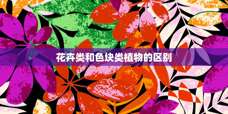 花卉类和色块类植物的区别