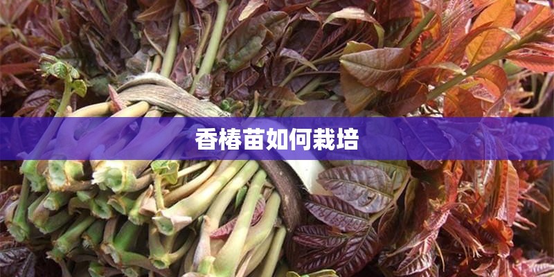 香椿苗如何栽培