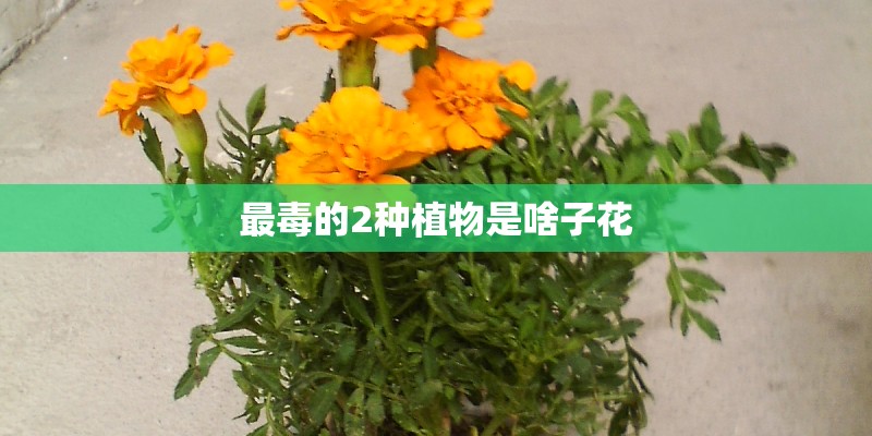 最毒的2种植物是啥子花