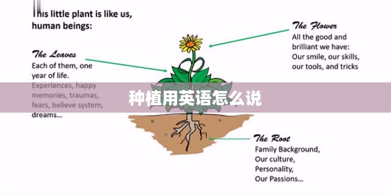 种植用英语怎么说