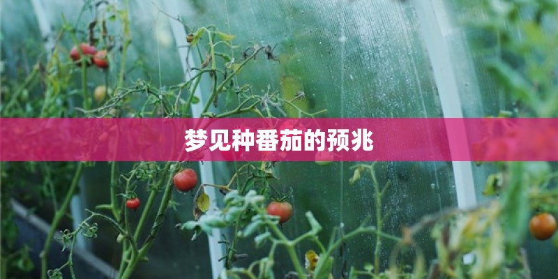 梦见种番茄的预兆