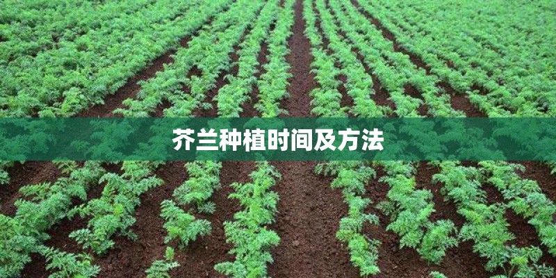 芥兰种植时间及方法